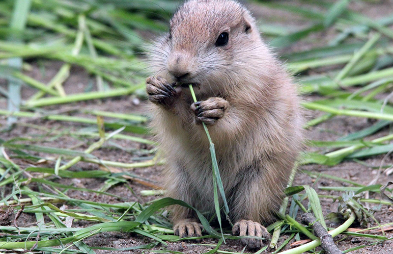 The U.S. Supreme Court May Decide Control Over the Utah Prairie Dog